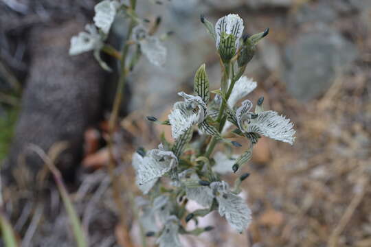 Plancia ëd Chloraea prodigiosa Rchb. fil.