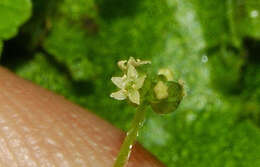 Image de Hydrocotyle pusilla A. Rich.