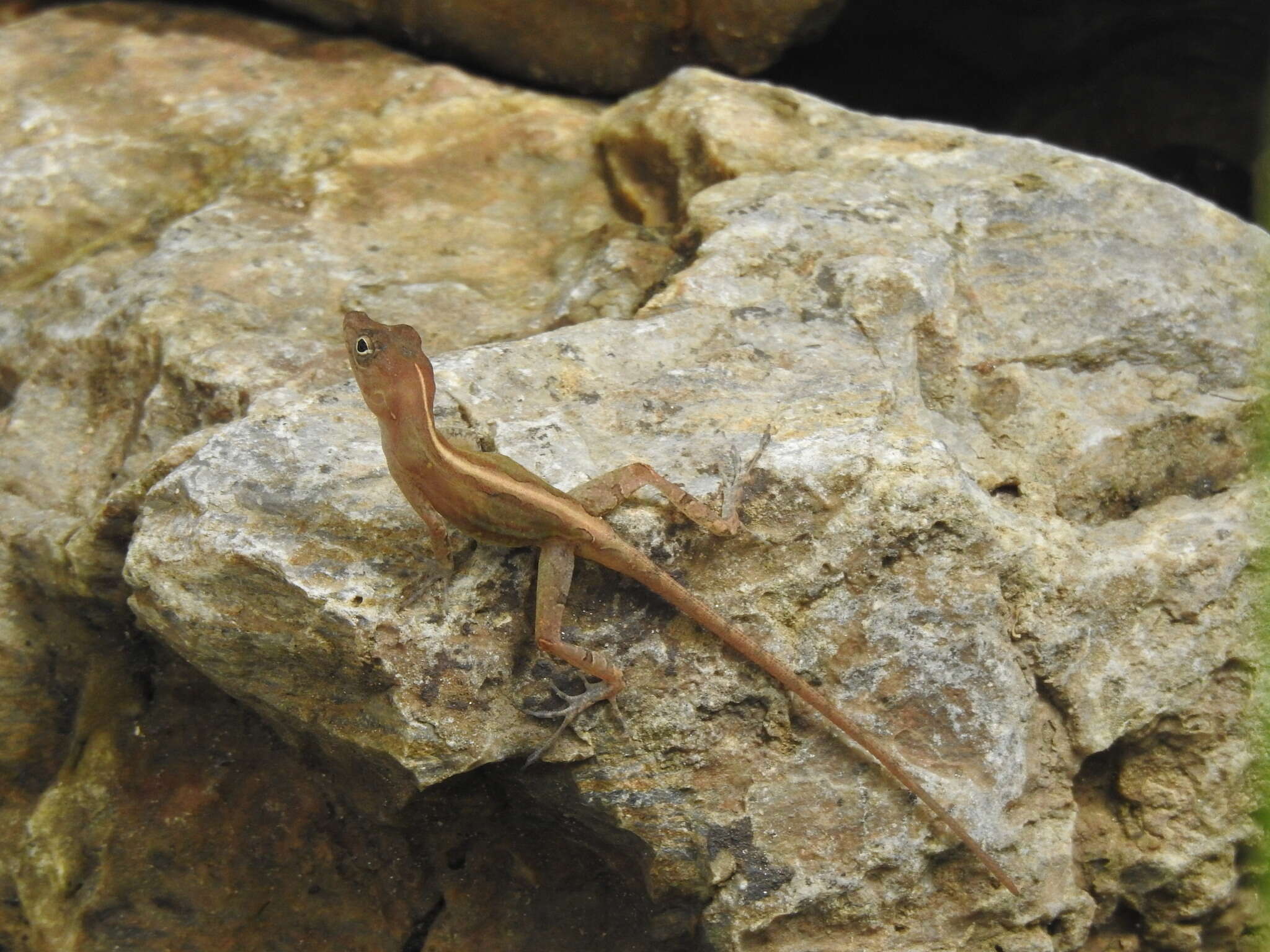 Image of Anolis hispaniolae Köhler, Zimmer, Mcgrath & Hedges 2019