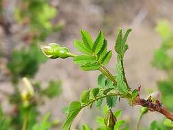 صورة Rosa spinosissima L.