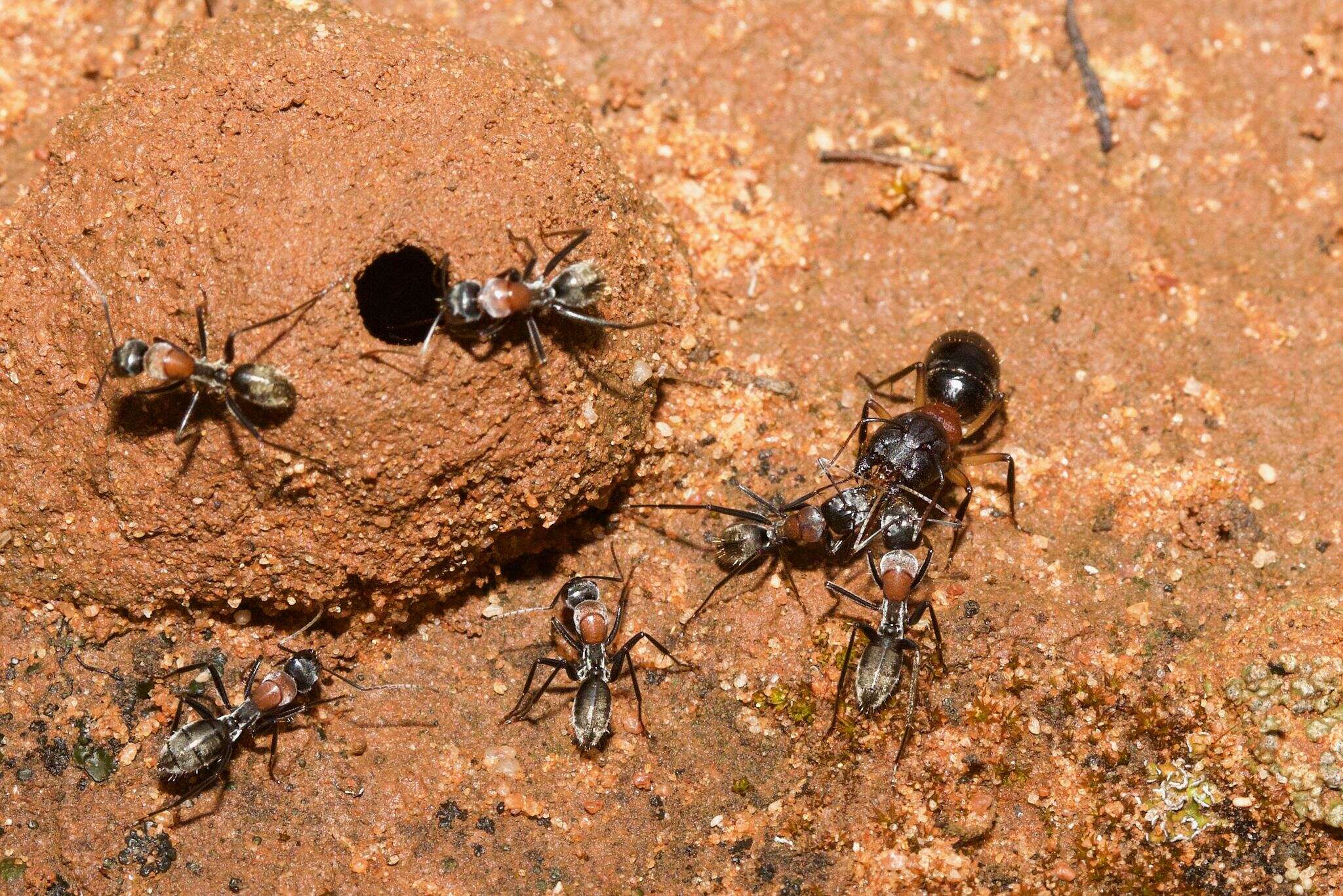 Image de Camponotus ephippium (Smith 1858)