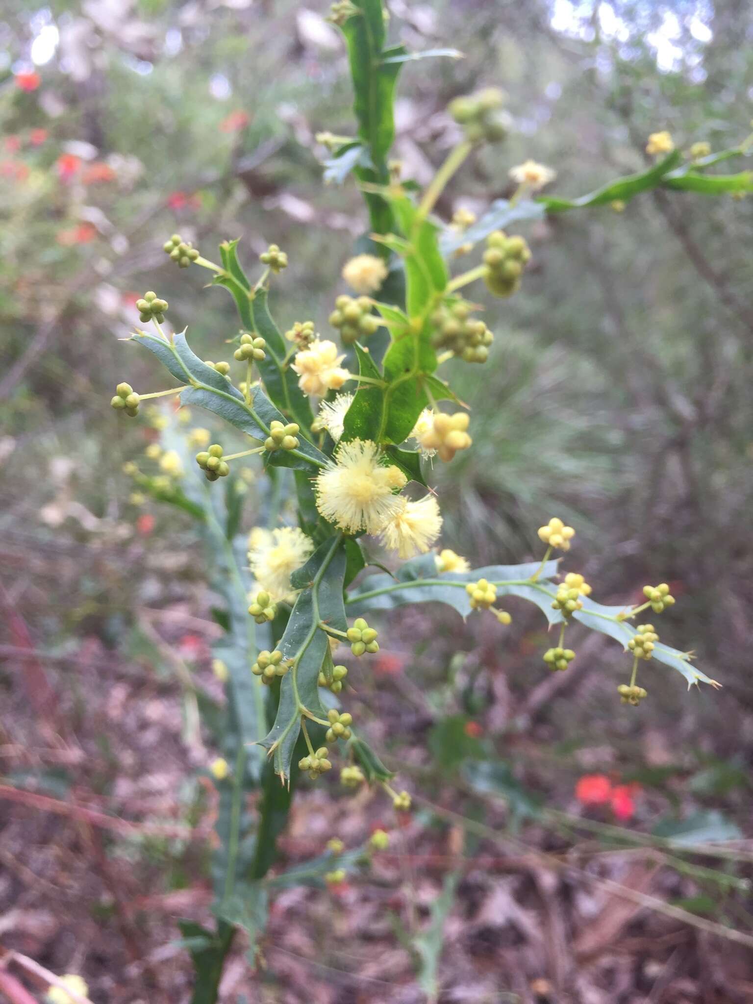 Acacia alata R. Br.的圖片