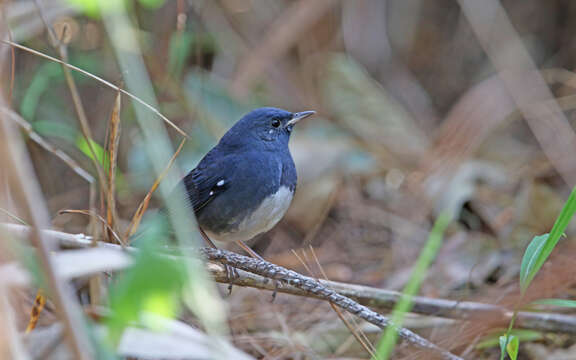 Image of White-bellied Redstart