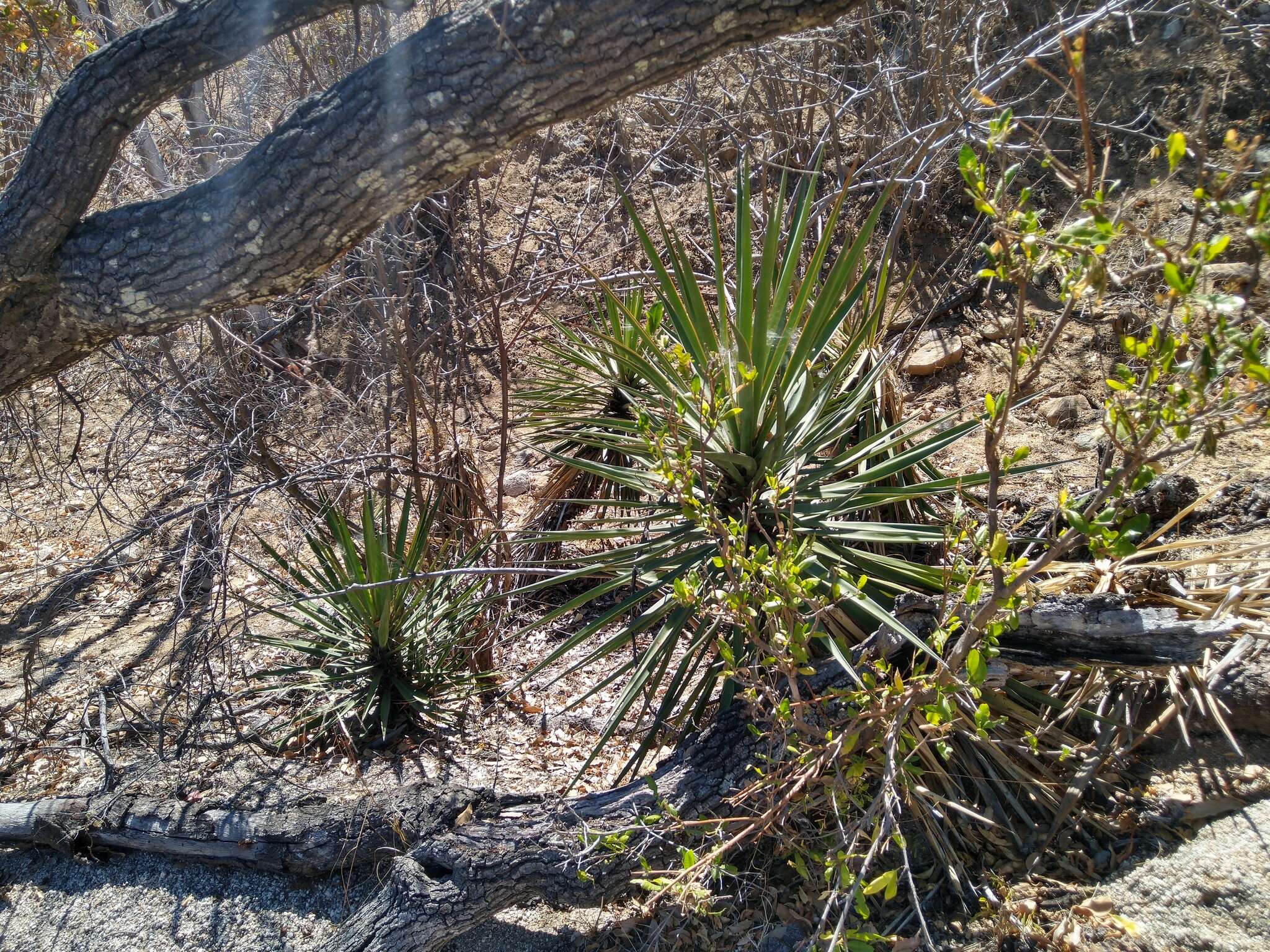 Image of Yucca capensis L. W. Lenz