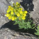 Image of Calceolaria santolinoides Kränzl.