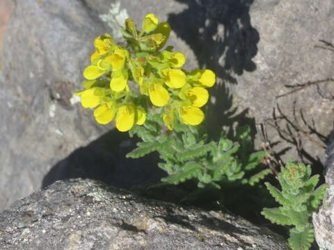 Image of Calceolaria santolinoides Kränzl.