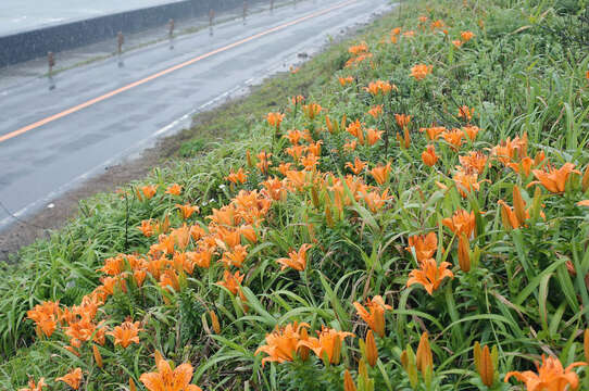 Слика од Lilium maculatum Thunb.