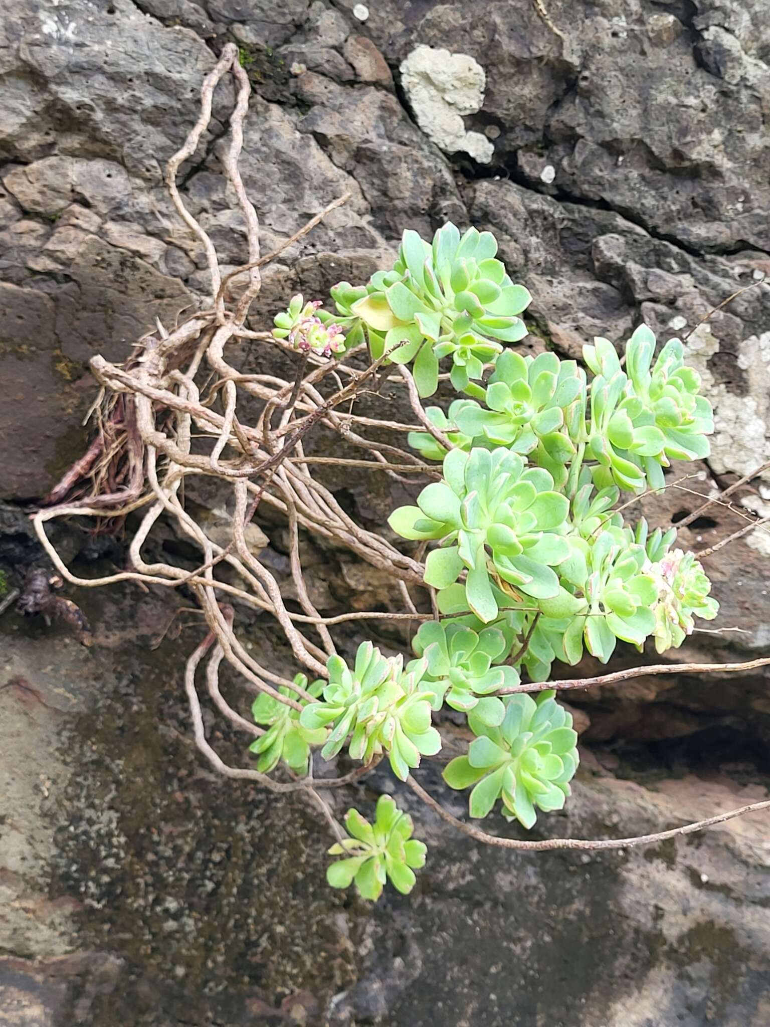 Image of Aeonium castello-paivae C. Bolle