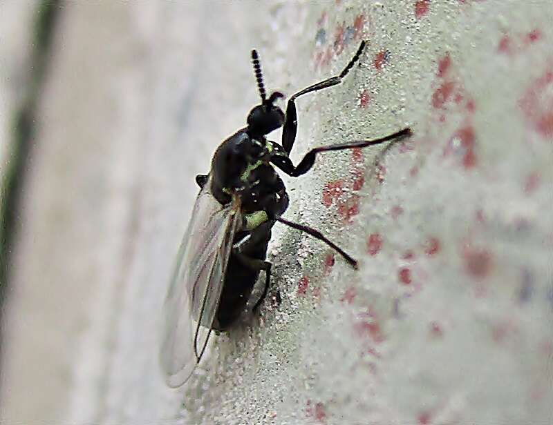 Image of Minute black scavenger fly