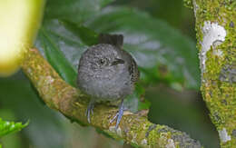 Image of Parker's Antbird