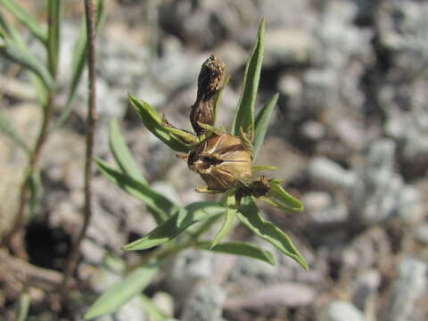 Image of Linum mucronatum subsp. armenum (Bordzil.) P. H. Davis