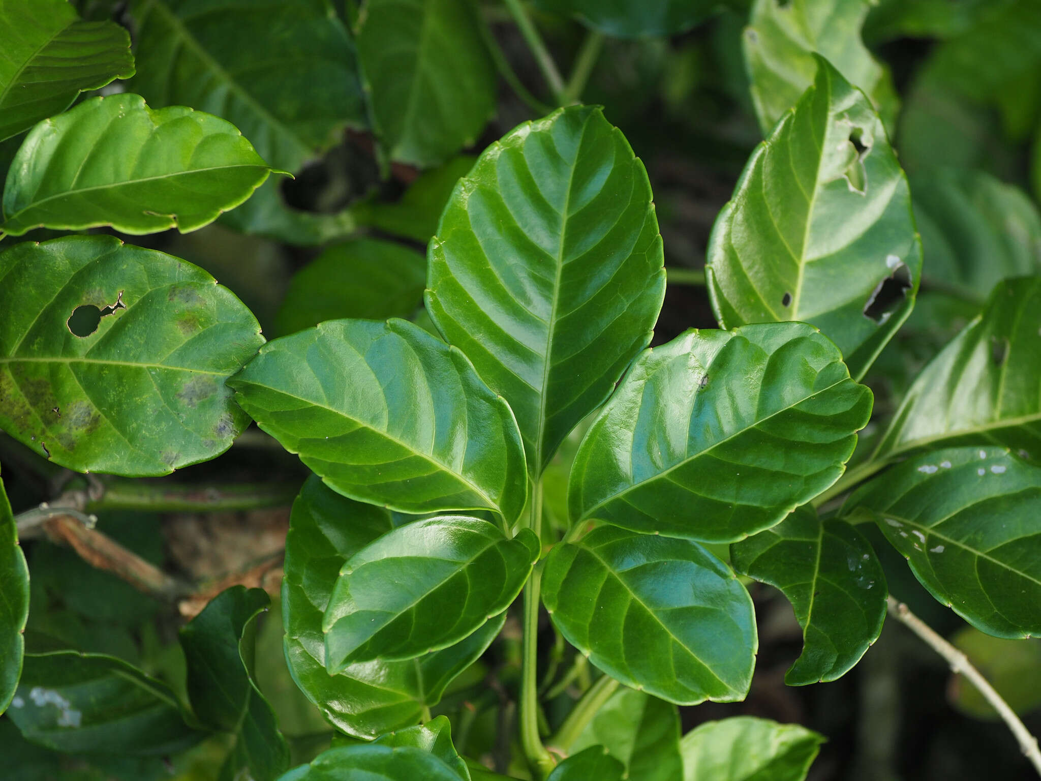 Image of Tetrastigma lanyuense Chang