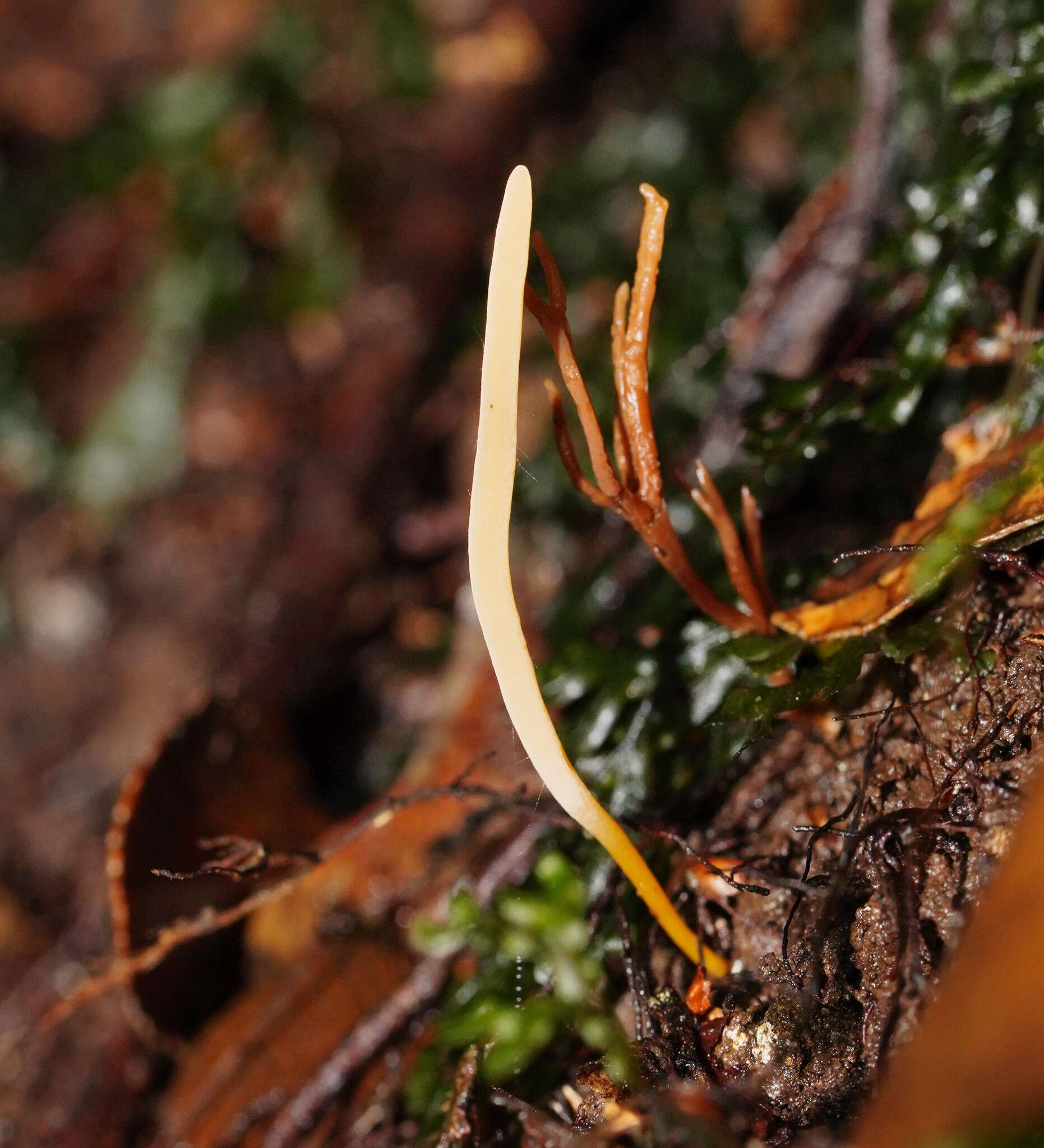 Image of Ramariopsis simplex R. H. Petersen 1988