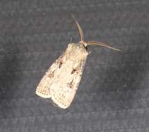 Image of Agrotis interjectionis Guenée 1852