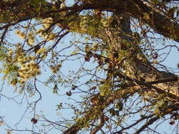 Plancia ëd Chloroleucon tenuiflorum (Benth.) Barneby & J. W. Grimes