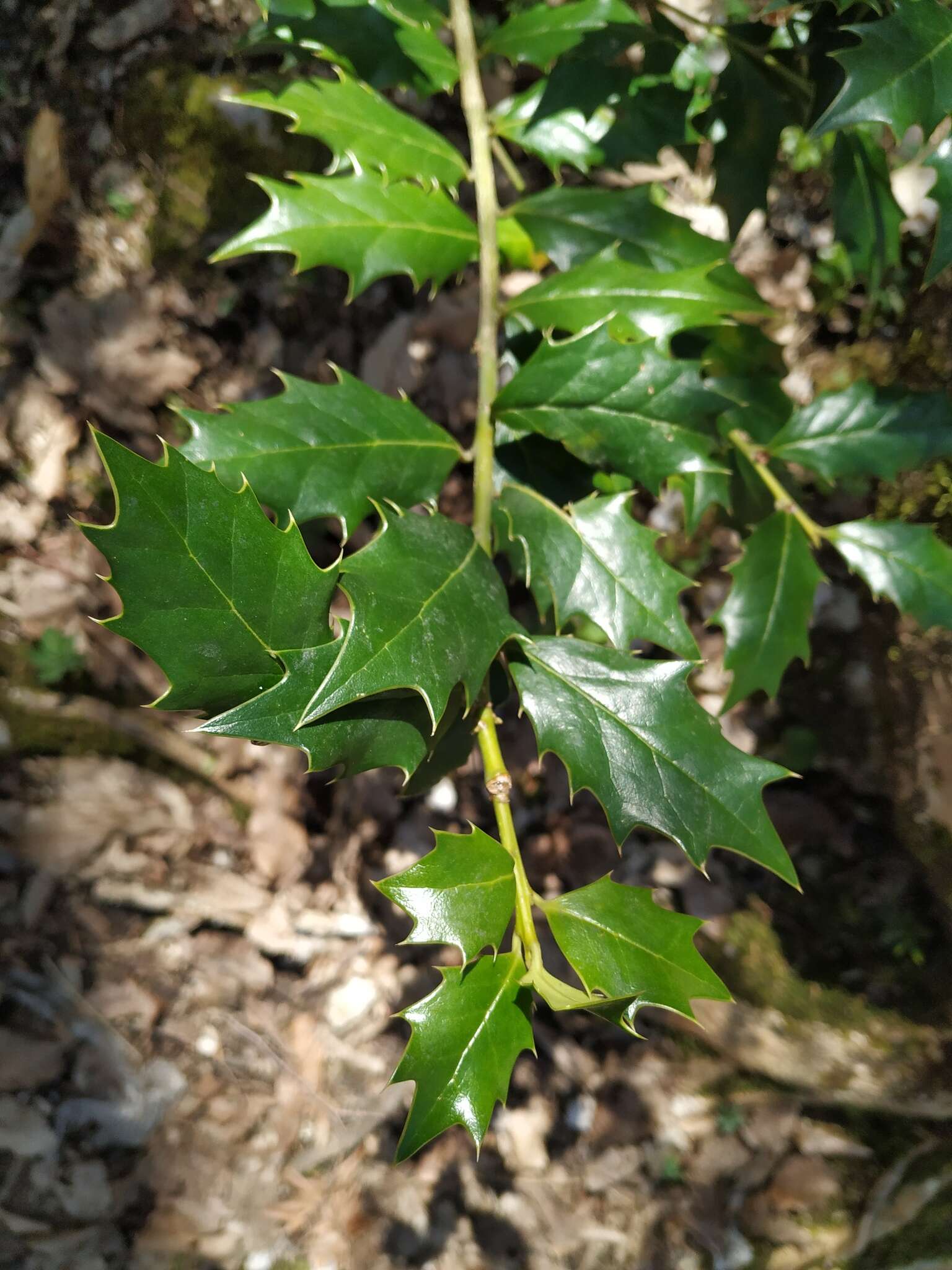 Imagem de Ilex colchica Pojark.