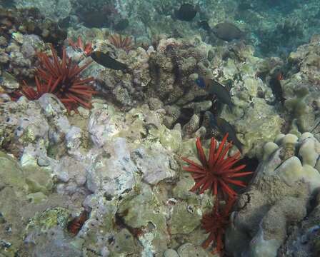 Image of Saddle wrasse