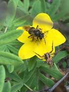 Image of Andrena miranda Smith 1879