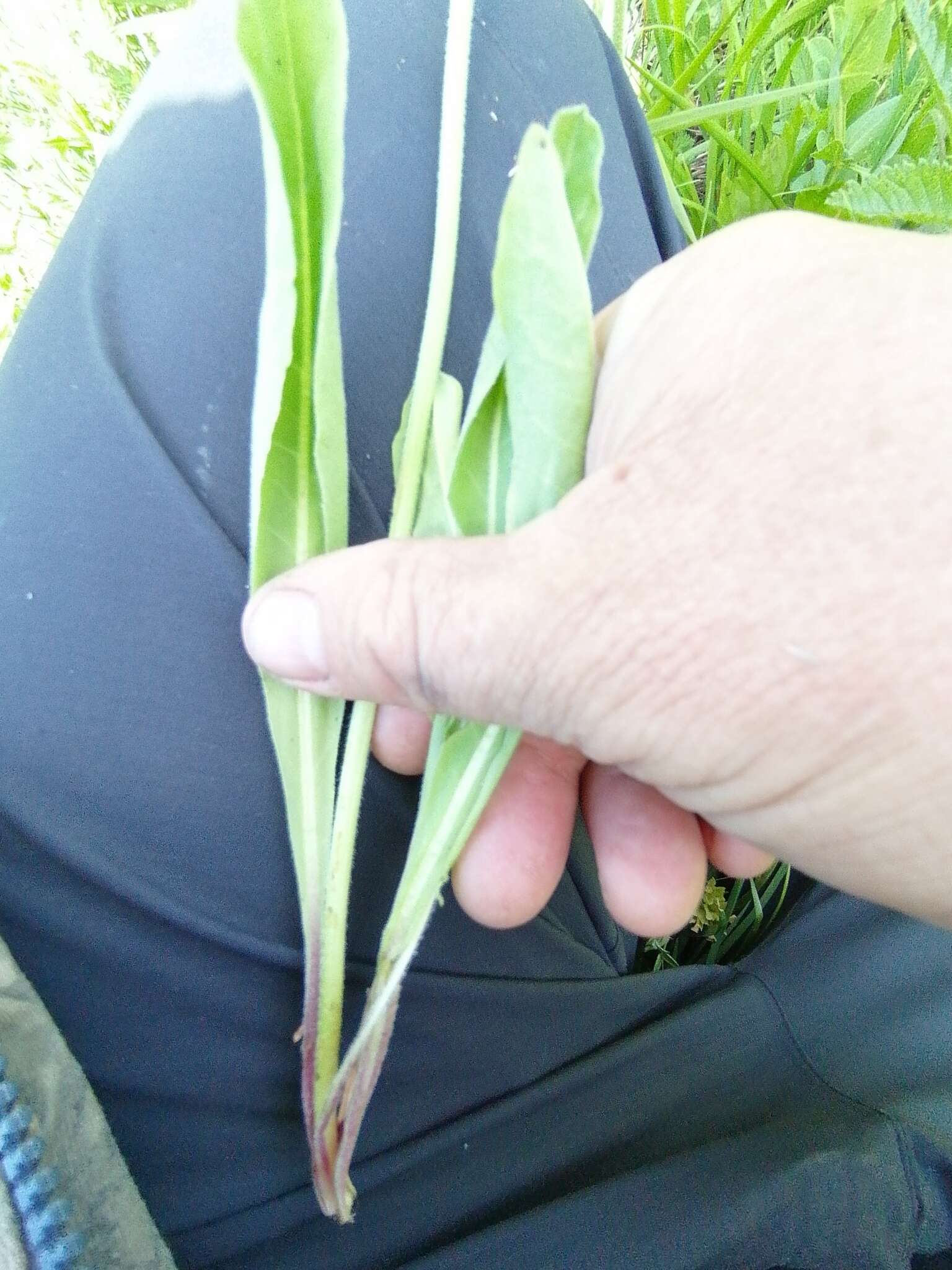 Image of Crepis praemorsa (L.) Tausch