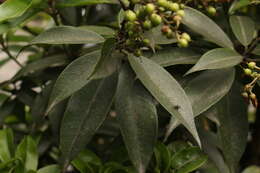 Image of Pieris formosa (Wall.) D. Don