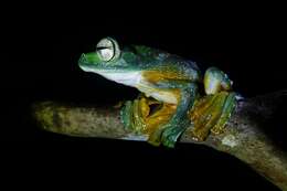 Image of Abah River Flying Frog