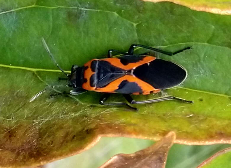 Lygaeus kalmii angustomarginatus Parshley & H. M. 1919 resmi