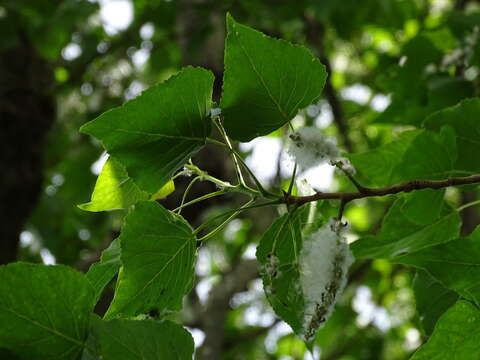 Image of Black Poplar