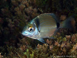 Image of Blacktail Bream