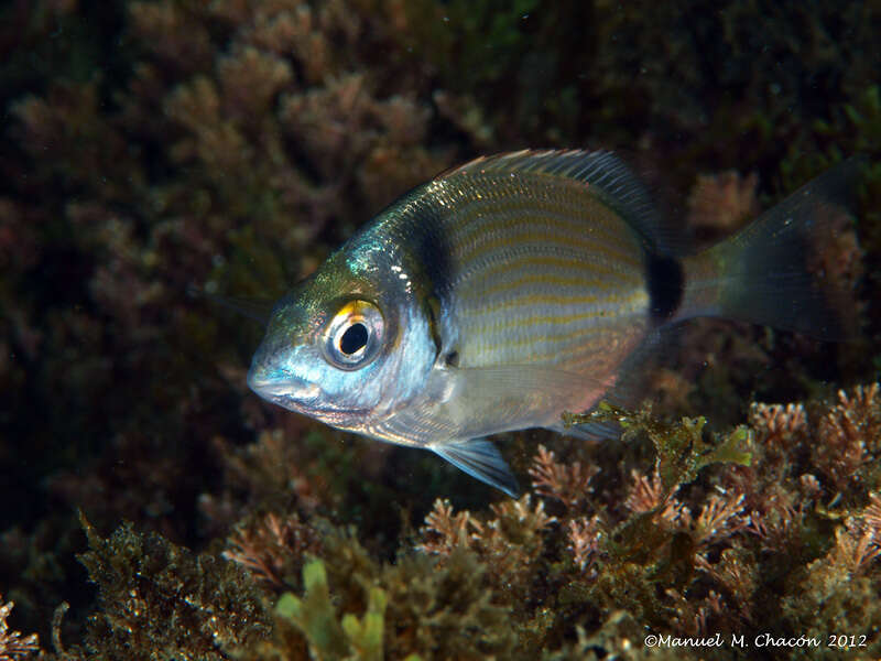 Sivun Diplodus vulgaris (Geoffroy Saint-Hilaire 1817) kuva