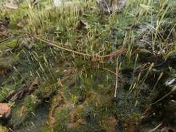 Image of Pennsylvania pogonatum moss