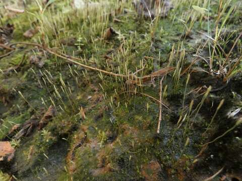 Image of Pennsylvania pogonatum moss