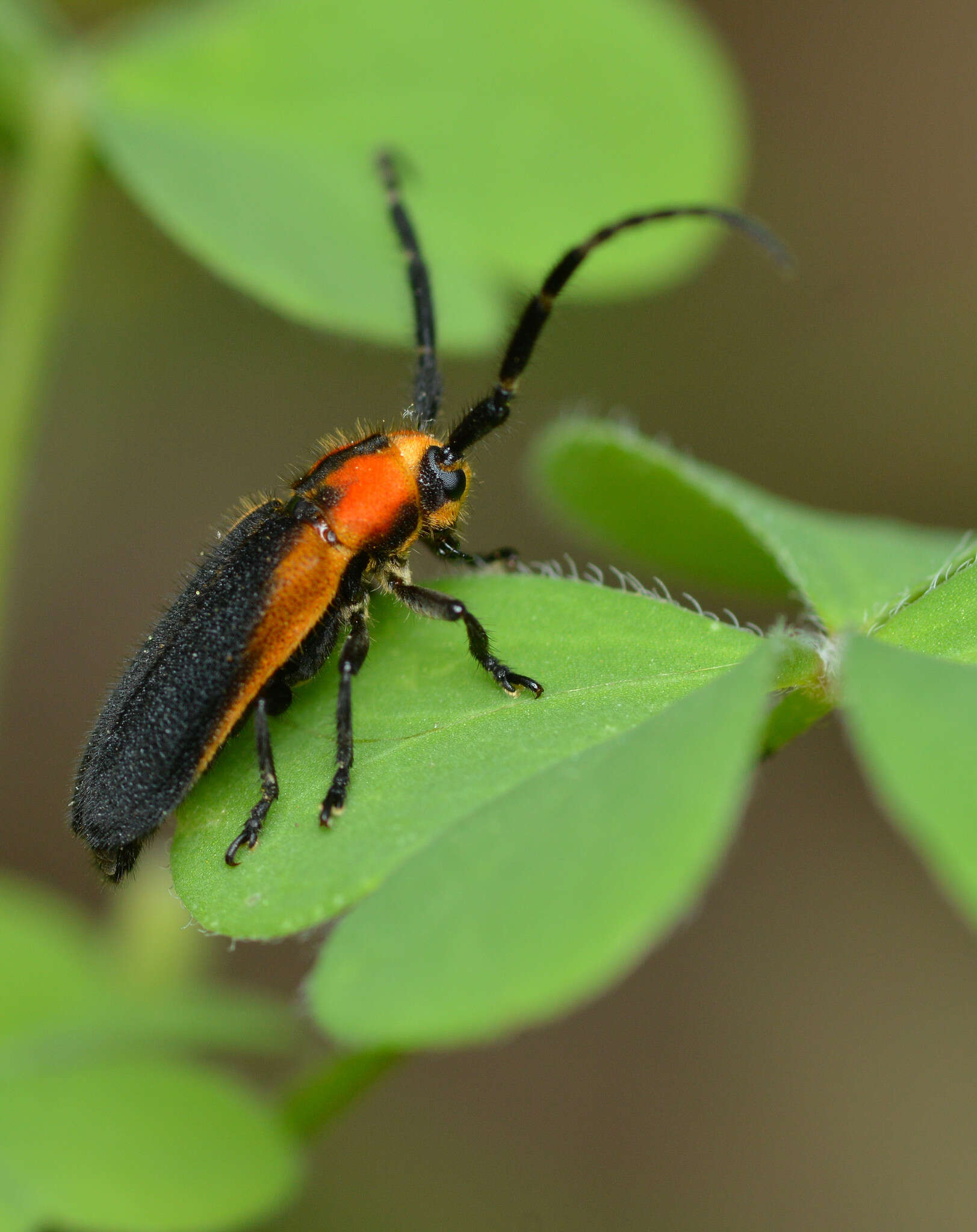 Image of Hemierana marginata (Fabricius 1798)