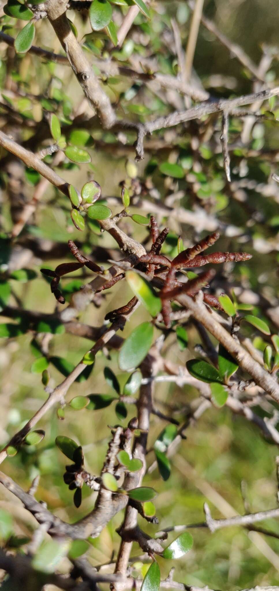 Image of Korthalsella lindsayi var. clavata (Kirk) Danser