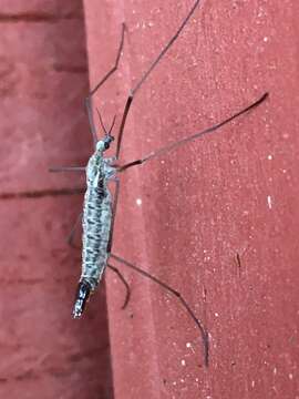 Image of Dactylolabis (Eudactylolabis) vestigipennis Alexander 1950