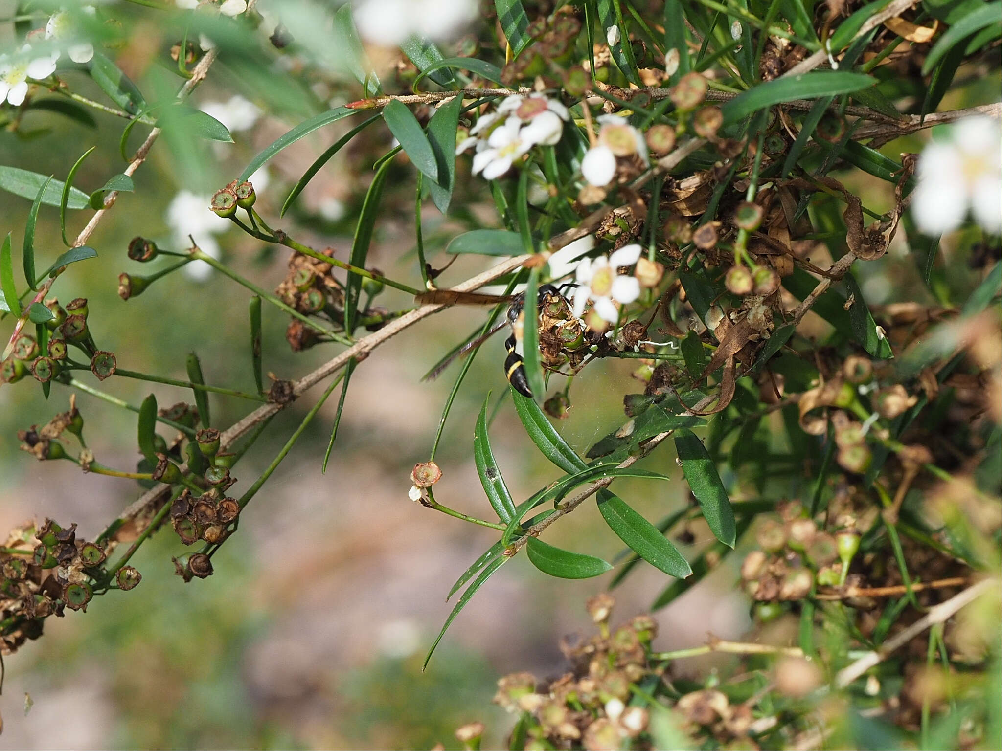 Image of Australozethus tasmaniensis Giordani Soika 1969