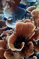 Montipora foliosa (Pallas 1766)的圖片