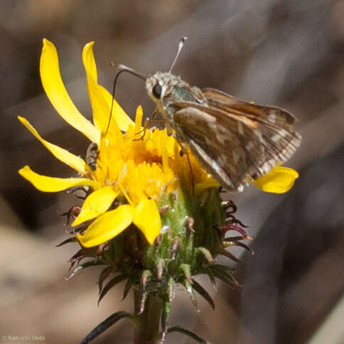 Image of Lindsey's Skipper