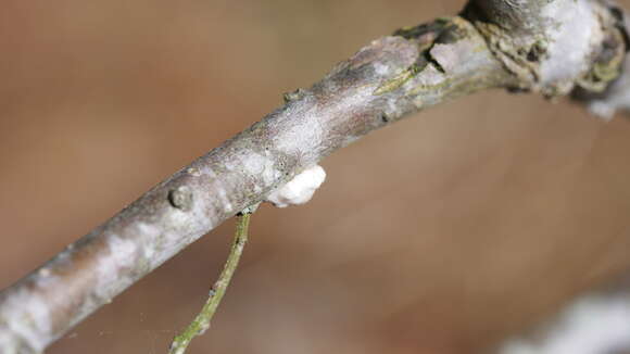 Image of Scale insect