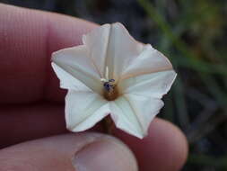 Image de Convolvulus bidentatus Bernh.