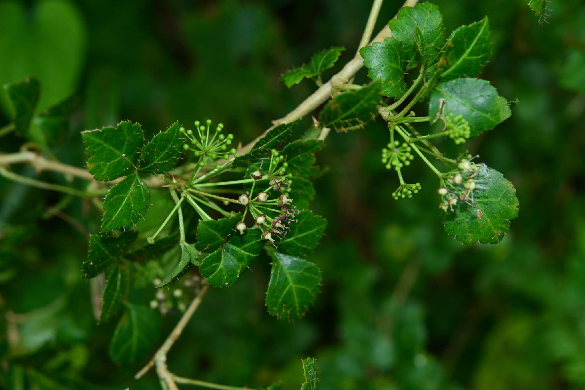 Image of Eleutherococcus trifoliatus var. setosus (H. L. Li) H. Ohashi