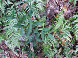 Image de Aidia cochinchinensis Lour.