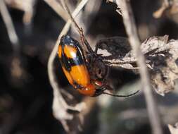 Image of Lebia (Lebia) cruxminor (Linnaeus 1758)