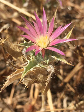 Image of Carlina lanata L.