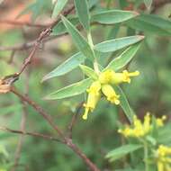 Image of Pimelea neoanglica S. Threlfall