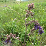 Sivun Salvia nutans L. kuva