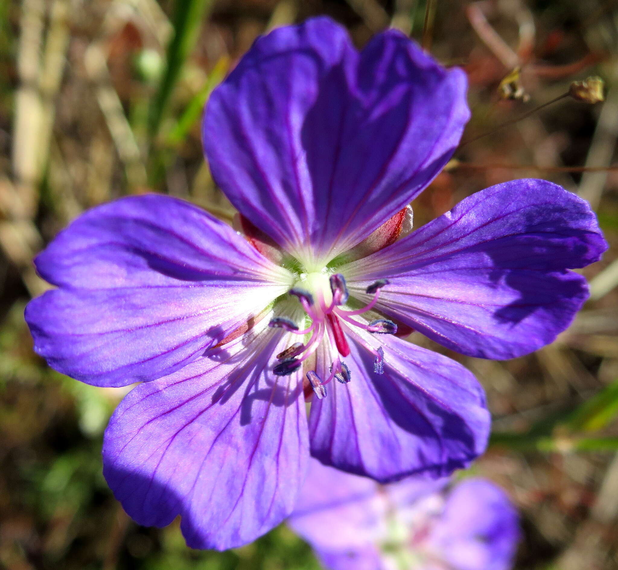 Image of Carpet geranium