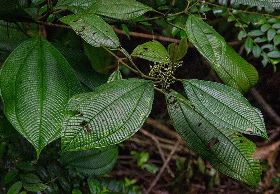 صورة Miconia variabilis Gamba & Almeda