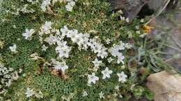 Imagem de Arenaria tetraquetra subsp. amabilis (Bory) H. Lindb. fil.