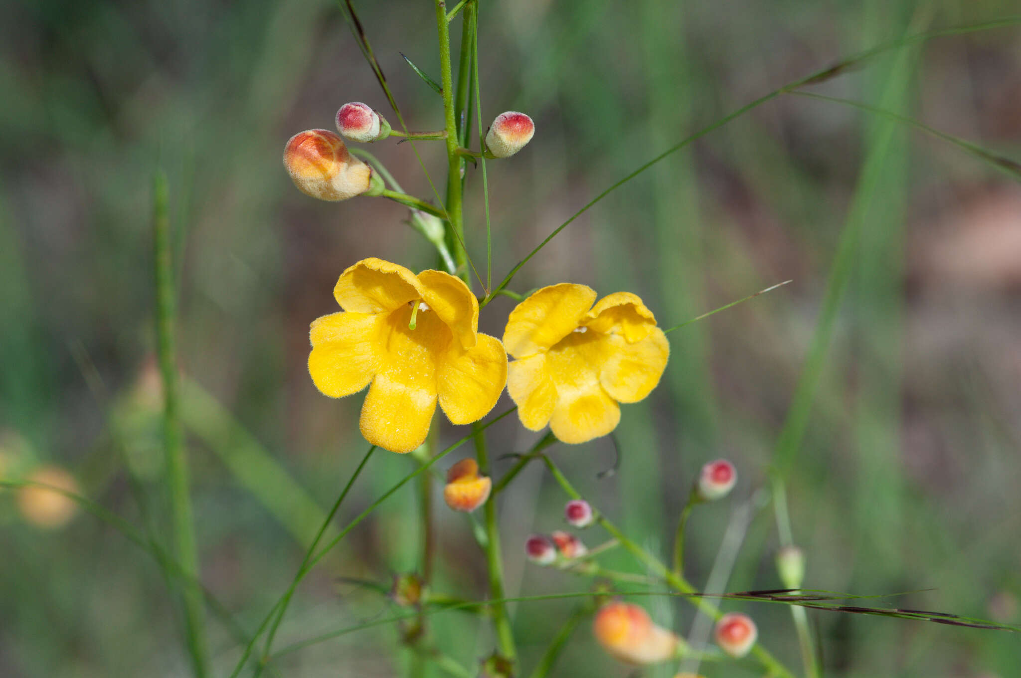 Image of Arizona desert foxglove