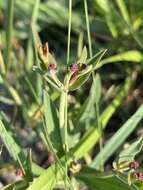 Euphorbia inundata var. inundata resmi